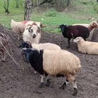 گوسفند زنده برای نذری قربانی و ...