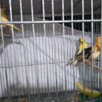 جوجه قناری