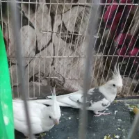 جفت عروس آلبینو