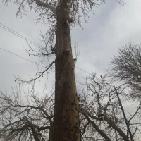 هرس درخت
