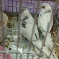 مرغ عشق