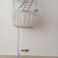 پرنده