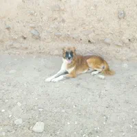 سگ گوسفندی