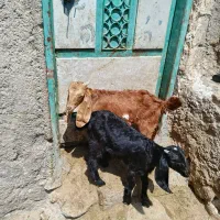 2عدد چپیش پله  نرو ماده برای نگه داشتن