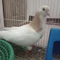 جفتگاه