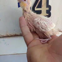 جوجه سیرلاکی عروس هلندی