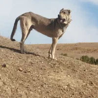 سگ‌سرابی