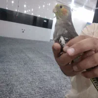 عروس هلندی