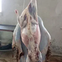 کشتار روز  در حضور مشتری ،گوسفندی ،کیلویی1.300
