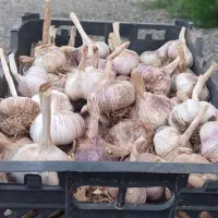 سیر درجه یک