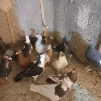 کبوتر صید