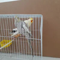 عروس هلندی