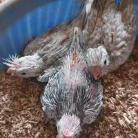 جوجه عروس