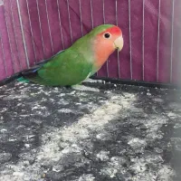 کوتوله سبز