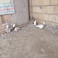 فروش کبوتر طوقی وچادری