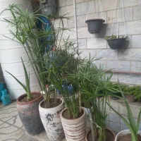 گل مرداب وناز یخی قیمت مناسب شهرری|گل و گیاه طبیعی|تهران, حمزهآباد|دیوار