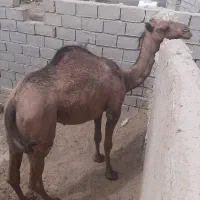 هم برای مال داری خوبه هم کشتن