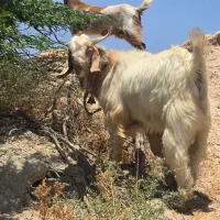 فروشی