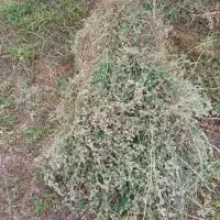 یونجه چین ۲