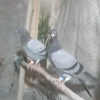 المانی