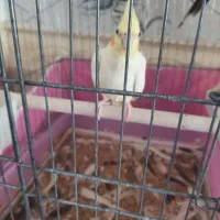 عروس هلندی مولد