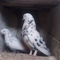 کفتر پرشی