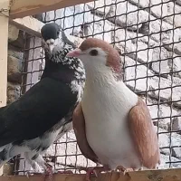 کفتر شهرستانی،چادری...