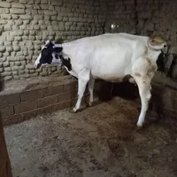 دو عدد گاو محلی به همراه ۲عدد گوساله نر