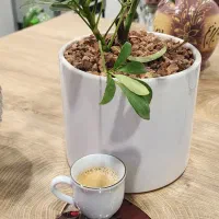 نیروهای جهت کار در کافه