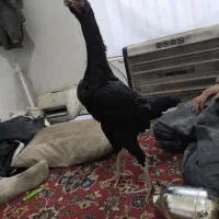 لاری مرغ اوشامو