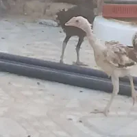 جوجه
