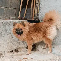 سگ خانگی