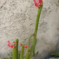 کاکتوس تکی وعمده