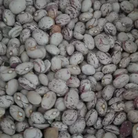 لوبیا چیتی محلی ۴۰۰ هزار تومان