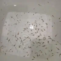 بچه ماهی گوپی
