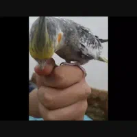 عروس هلندی