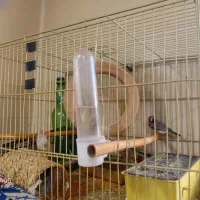 فنچ باقفس|پرنده|تهران, کیانشهر|دیوار