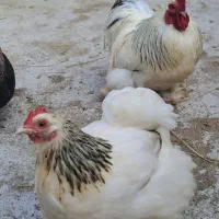 تخم نطفه دار کوشین اصل