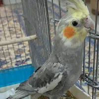 طوطی عروس هلندی (نر)