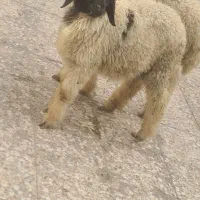 بره دو نر