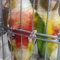 یک جفت طوطی گرینچیک دستی