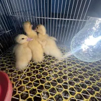 جوجه اردک روسی هلندی خارجی کیفیت دار