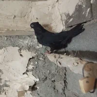 کبوتر|پرنده|فرمهین, |دیوار