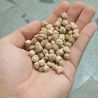 فروش بذر نخود گوکسو