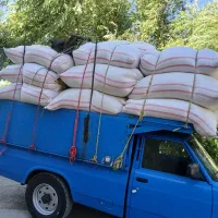 کاه نخود درجه یک بدون خاک