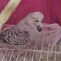 مرغ عشق انگلیسی درشت و سرحال