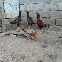 خروس لاری