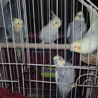 عروس هلندی دستی و کار داده