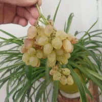 انگور عسگری برای شیره