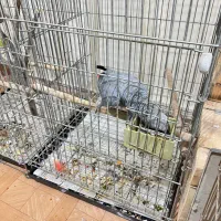 طوطی کاسکو